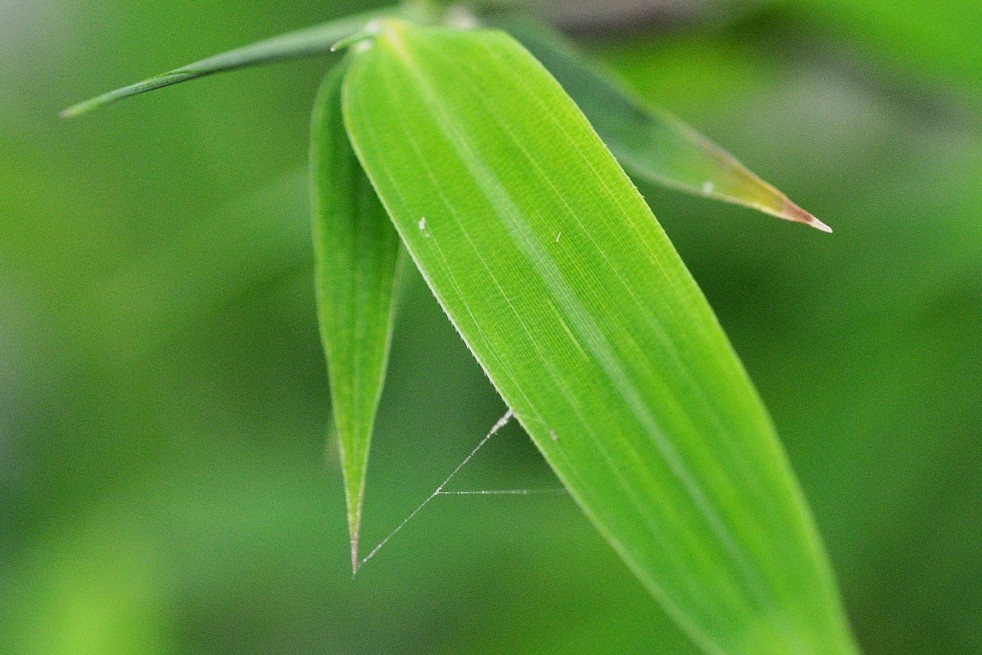Bambou Fargesia Green Dragon