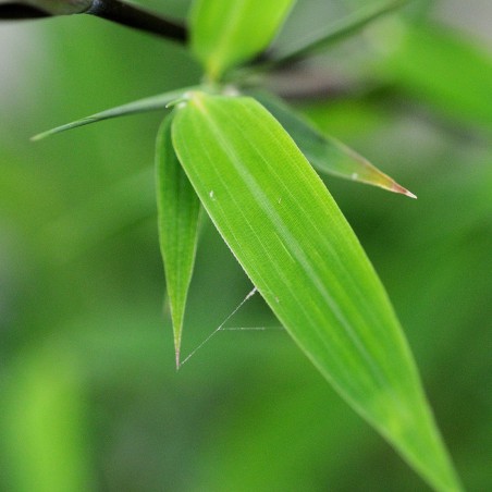 Bambou Fargesia Green Dragon