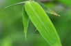 Bambou Fargesia Green Dragon