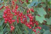Groseillier_à_grappes_rouges(auteur:Rasbak)(https://creativecommons.org/licenses/by-sa/3.0/legalcode.fr)