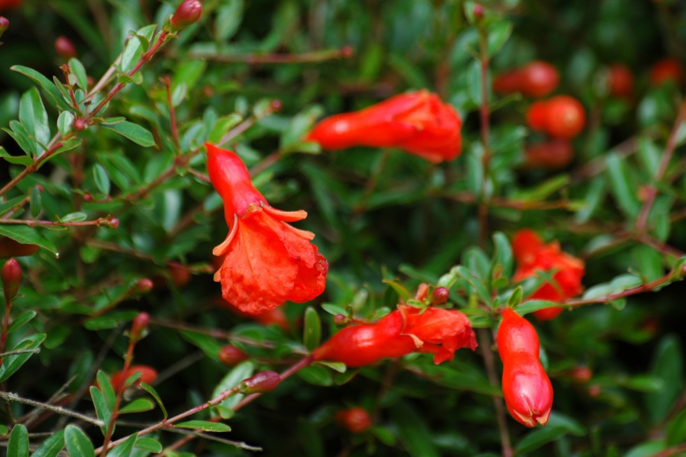 Grenadier nain