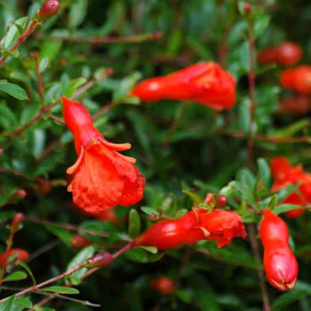 Grenadier nain