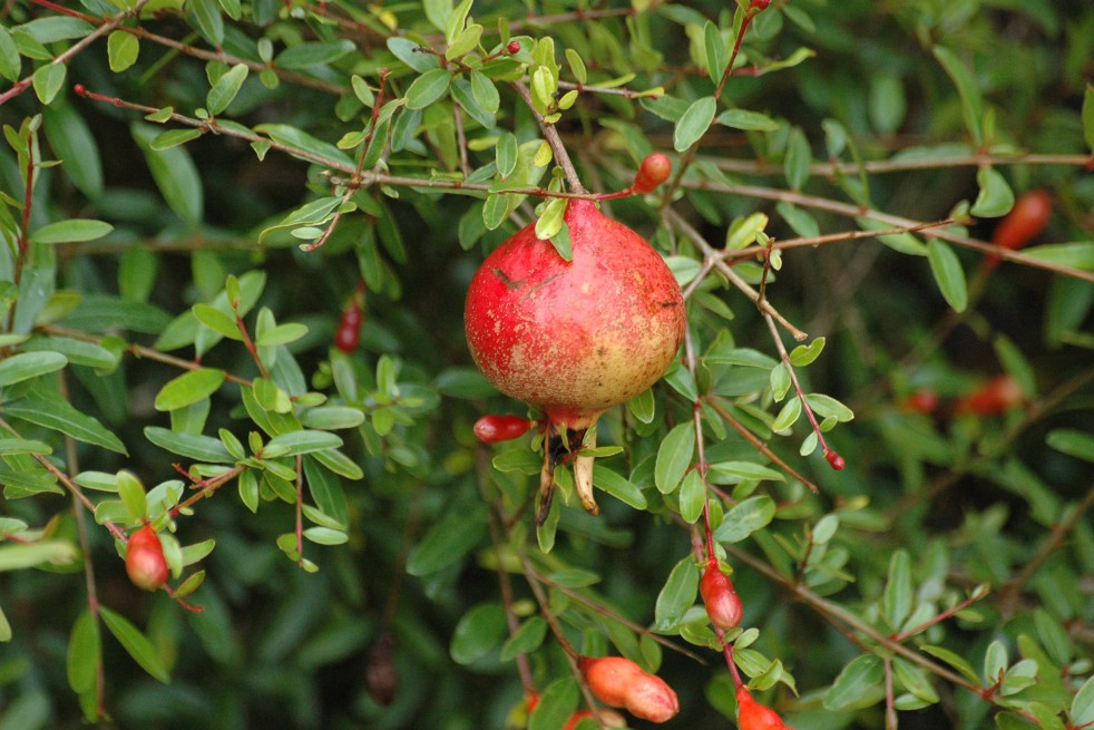 Dwarf Pomegranate