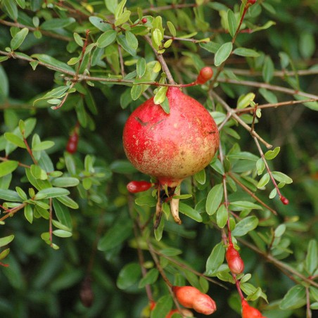 Dwarf Pomegranate