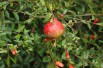 Dwarf Pomegranate