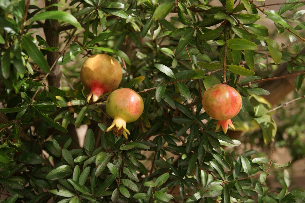 Dwarf Pomegranate