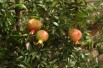 Dwarf Pomegranate