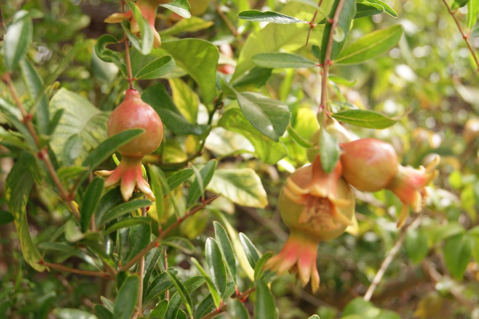 Dwarf Pomegranate