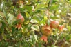 Dwarf Pomegranate