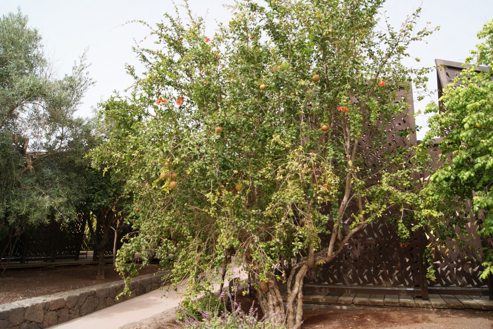 Grenadier à fruits