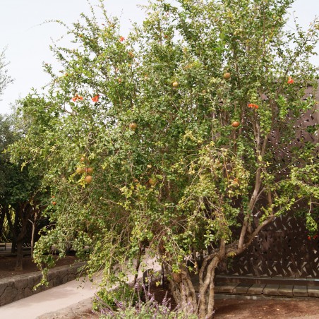 Pomegranate
