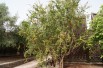 Granaatappelboom