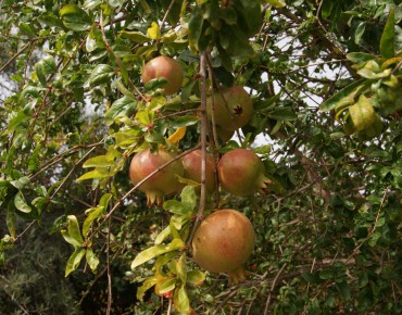 Grenadier à fruits