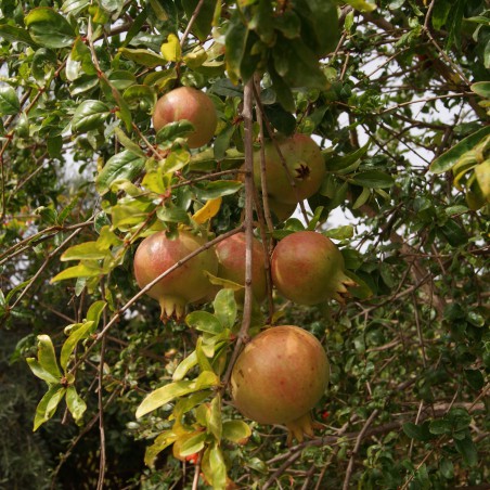 Grenadier à fruits