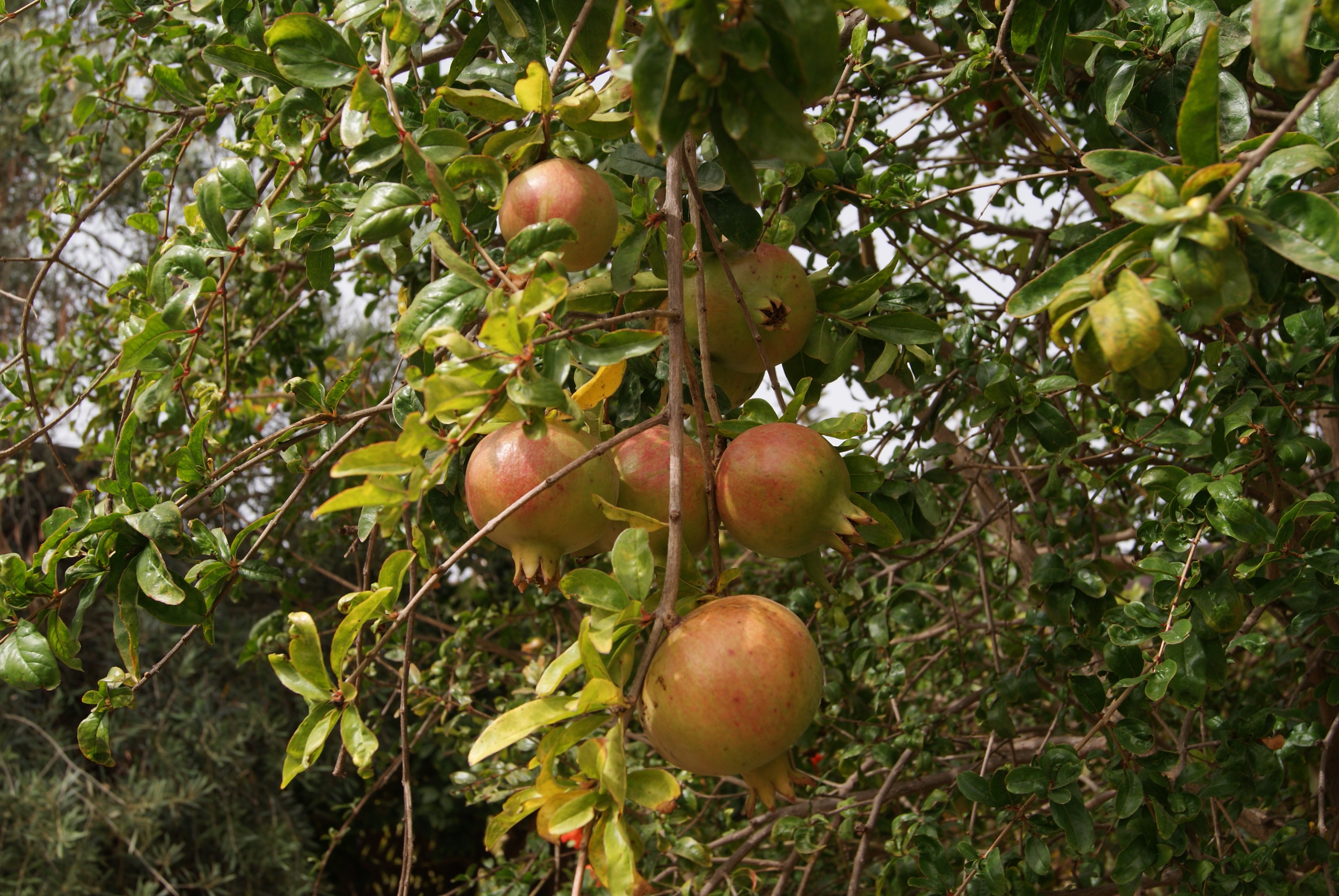 Pomegranate Fina Tendral