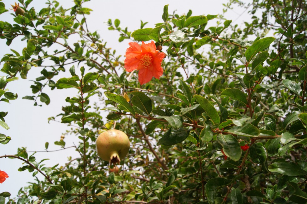 Grenadier à fruits