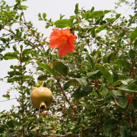 Grenadier à fruits