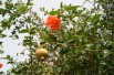 Pomegranate Pomegranate