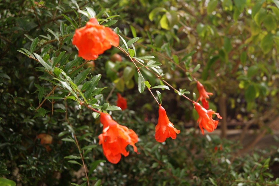 Pomegranate Pomegranate