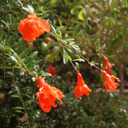 Granaatappelboom