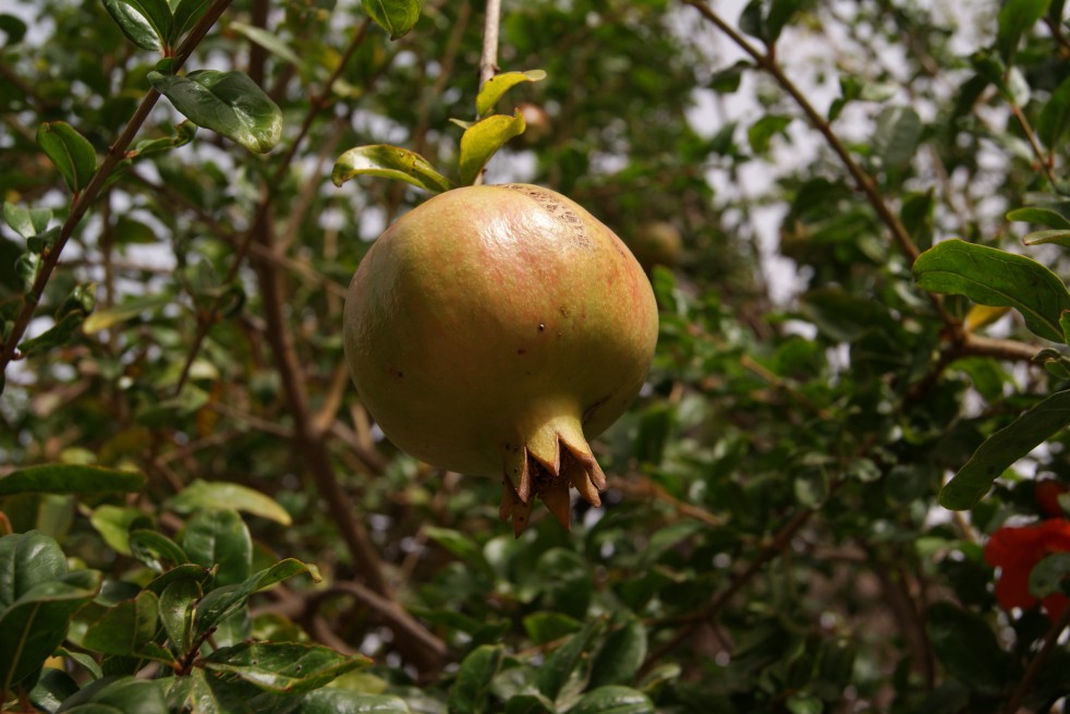 Granaatappelboom Granaatappelboom