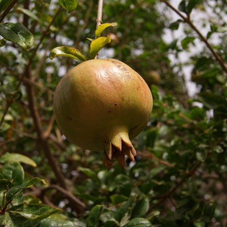 Pomegranate