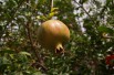 Grenadier à fruits