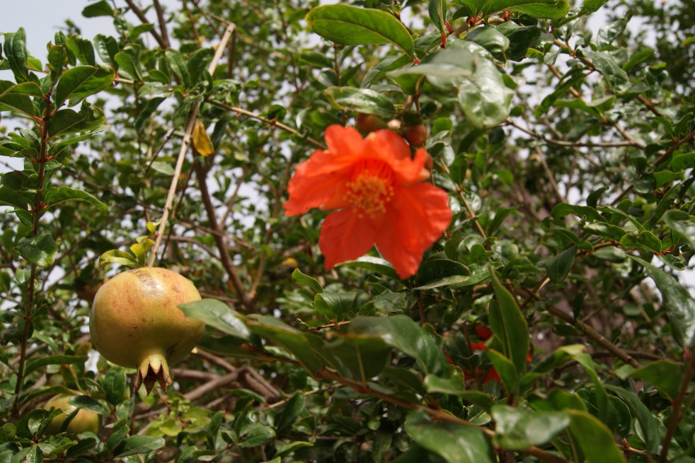 Pomegranate Pomegranate