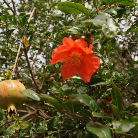 Granaatappelboom
