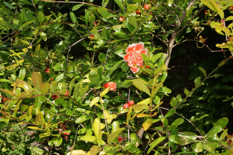 Bloeiende Granaatappelboom