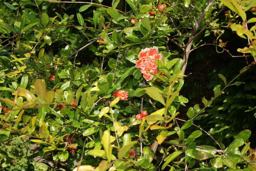 Flowering Pomegranate