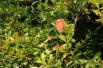 Flowering Pomegranate
