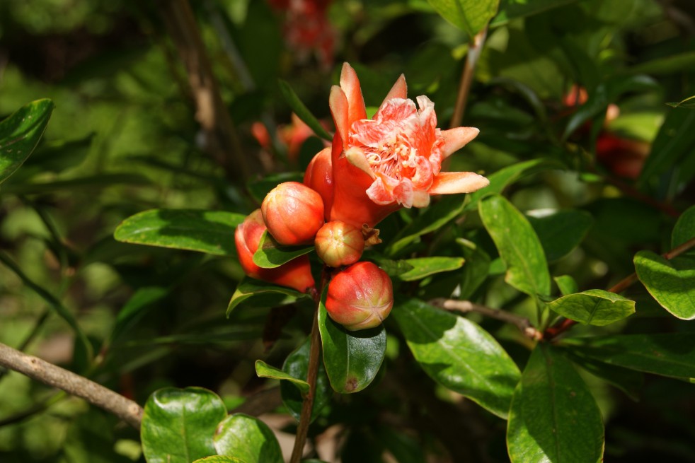 Flowering Pomegranate