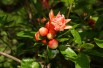 Flowering Pomegranate