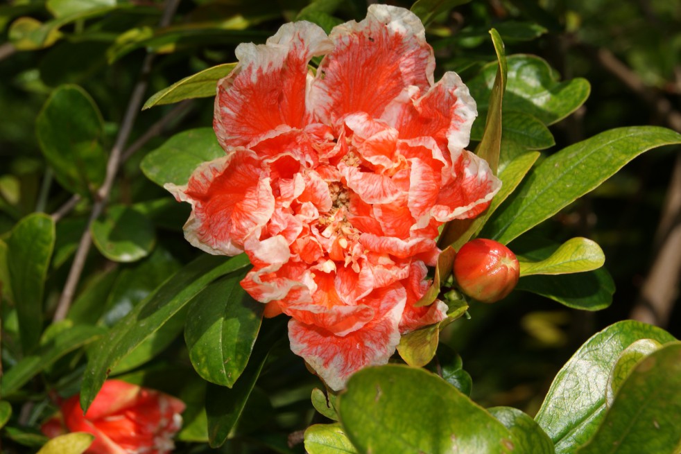 Flowering Pomegranate