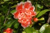 Flowering Pomegranate