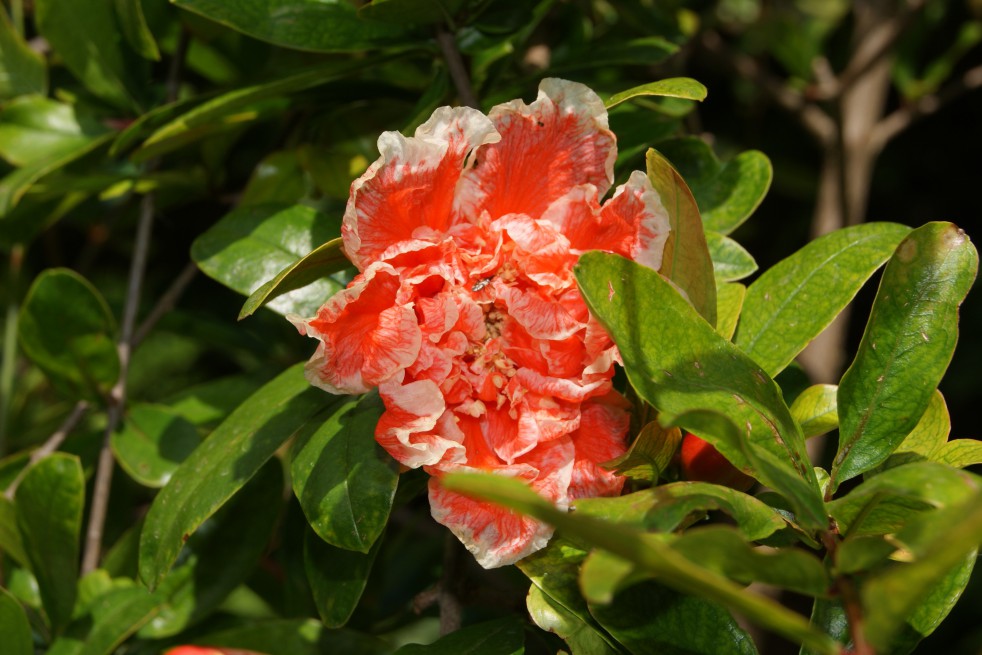 Flowering Pomegranate