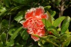 Flowering Pomegranate