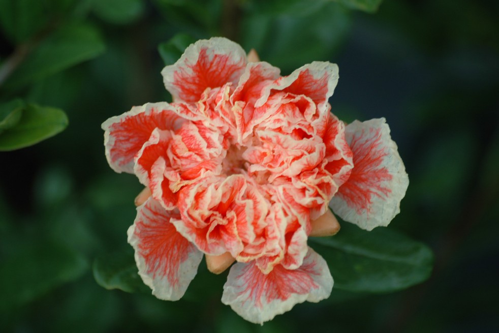 Flowering Pomegranate