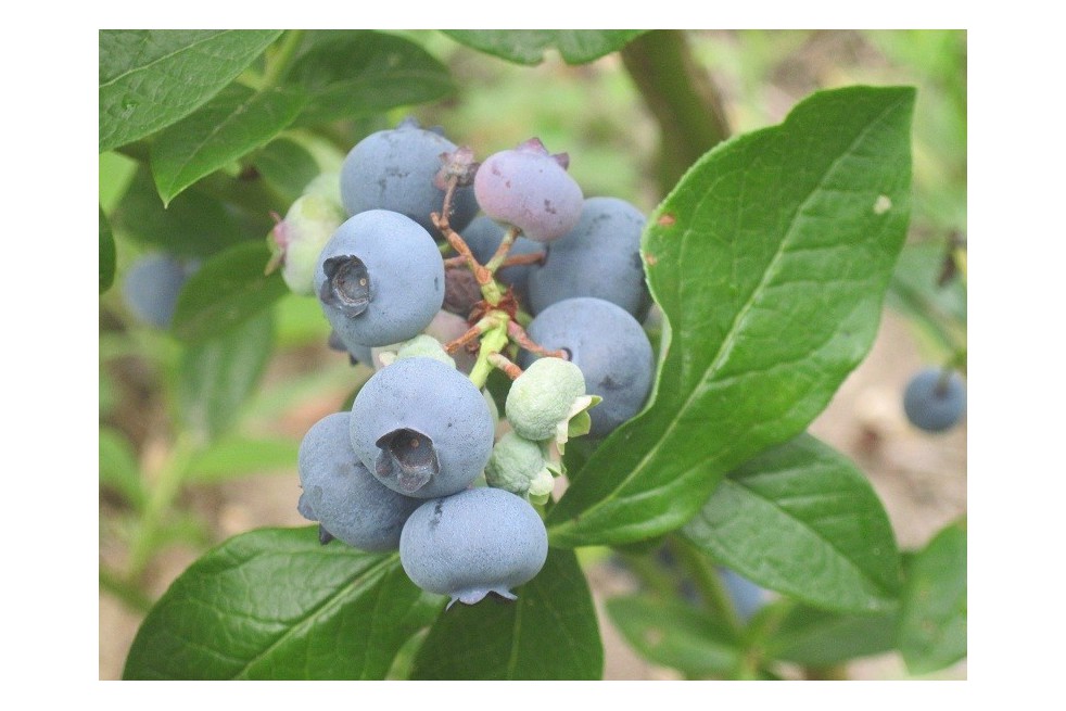 Blueberry Patriot Blueberry Patriot