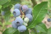 Blueberry Patriot