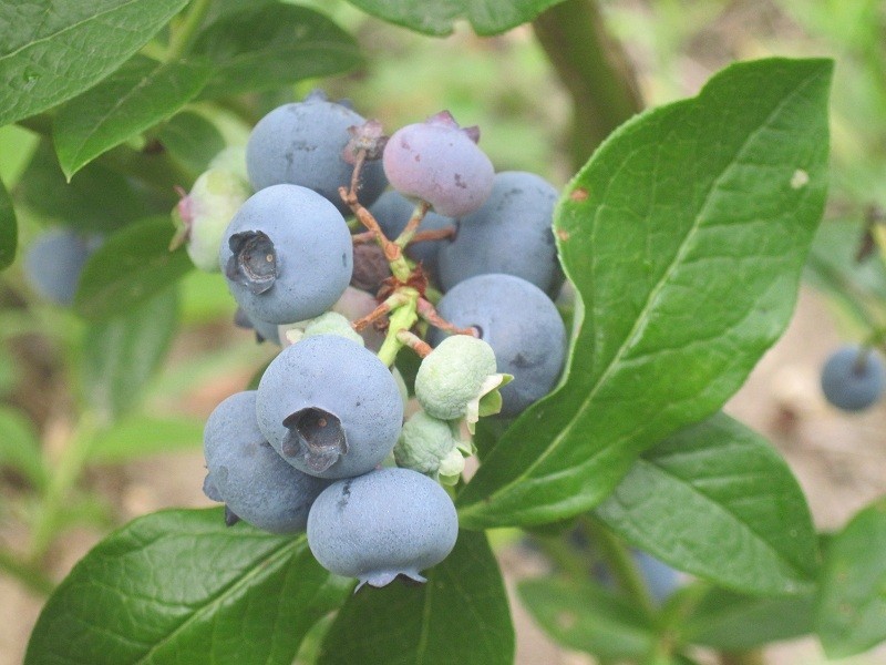 Blueberry Patriot