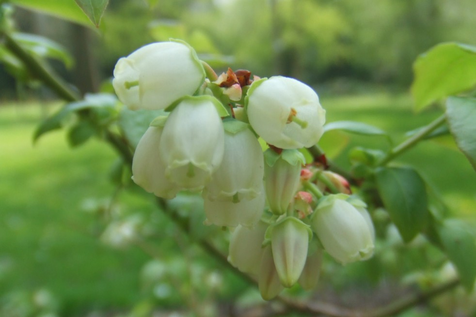 Blueberry Patriot Blueberry Patriot