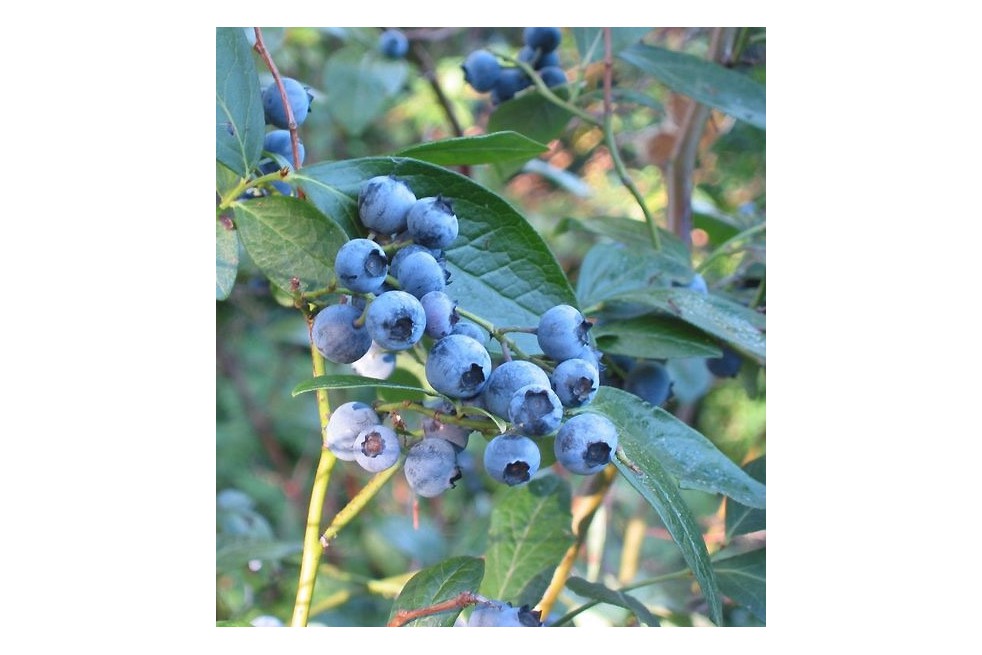 Blueberry Patriot Blueberry Patriot