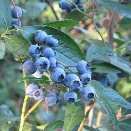 Amerikaanse Blauwe bes Patriot