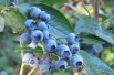 Blueberry Patriot