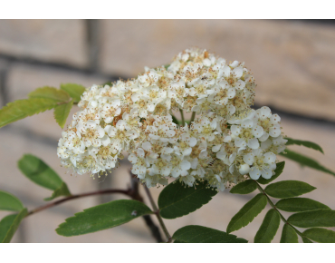Sorbus Aucuparia (Boland F.)