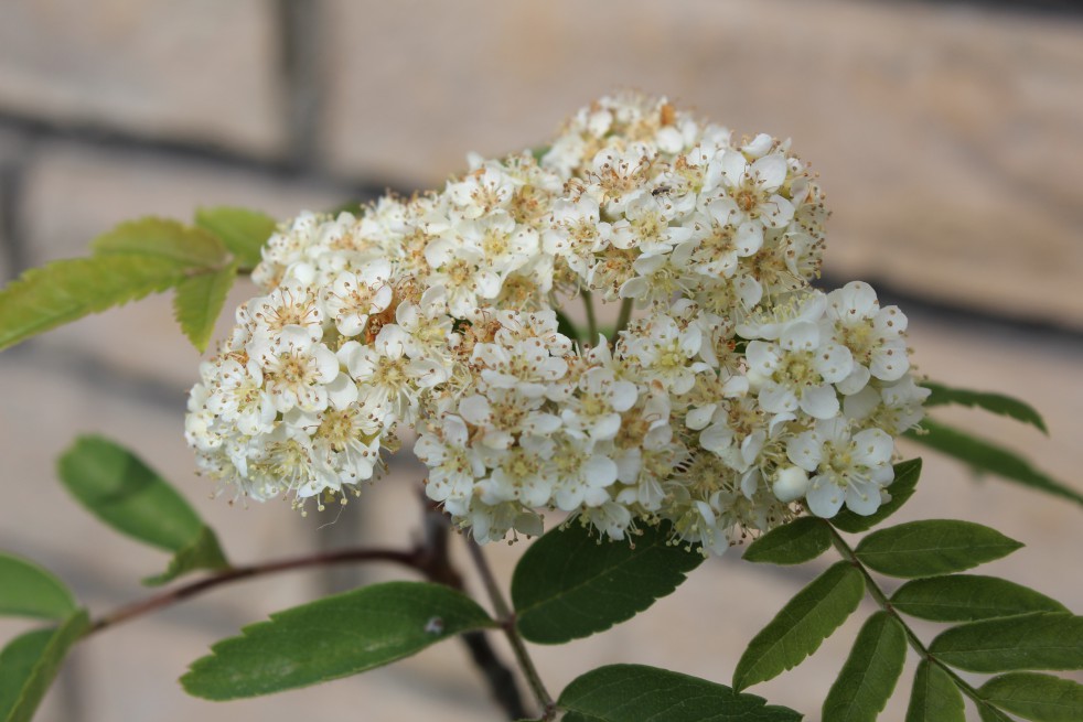 Sorbus Aucuparia (Boland F.)