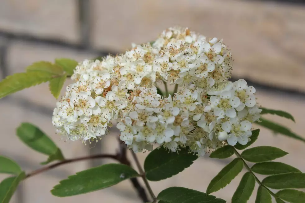 Sorbus Aucuparia (Boland F.)