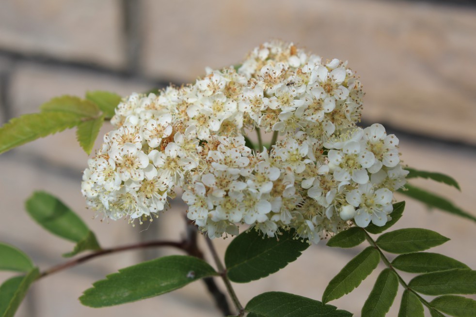 Vogelbeere - Eberesche - Sorbus Aucuparia